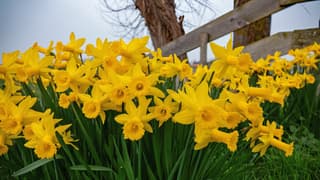 Narcissen in lichte mist