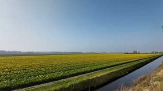 Bloeiend narcissen veld