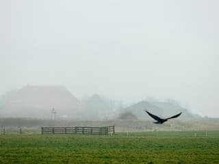 Vogel in Mist Texel 