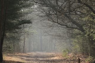 Ook in de bossen van Gemert hing nog wat laaghangende mist 