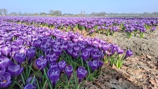 Geen tulpenvelden maar vol met krokussen 