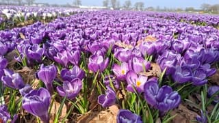 Geen tulpenvelden maar vol met krokussen