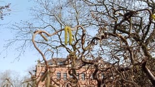 De pollen , hazelaar 