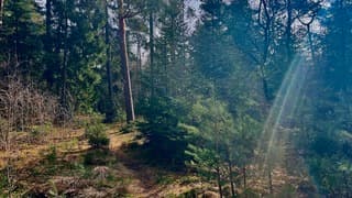 De zon speelt met haar stralen in het bos. Genieten van een prachtige dag.