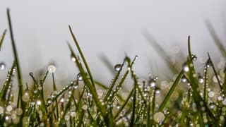 Veel vocht op het gras vanmorgen