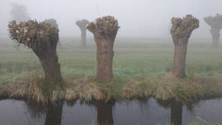 Knotwilgen in de mist