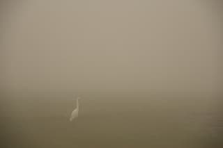 zilverreiger in de mist