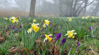 Voorjaarsbloemen in de mist 