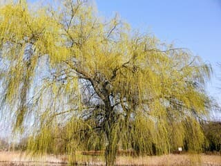 De natuur loopt steeds verder uit 