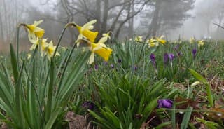 Voorjaarsbloemen in de mist 