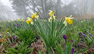Voorjaarsbloemen in de mist 