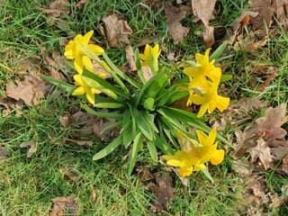 Narcissen in bloei