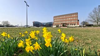 De voorjaarsbloeiers de Narcissen mooi in bloei