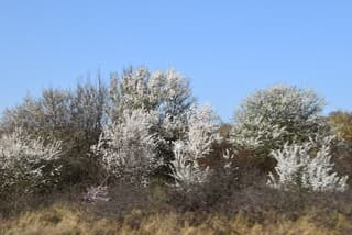 Volop bloesemboompjes