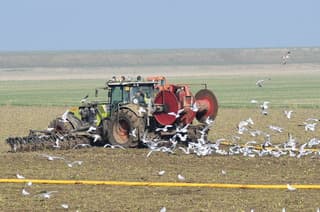 Werk te doen, ook voor de meeuwen