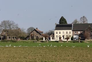 Lekkernij op de geploegde akker.