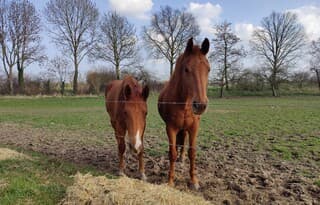 Mooi weer voor mens en dier