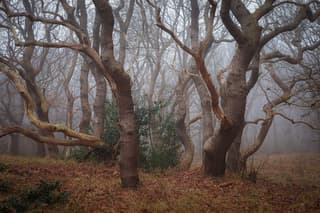 Mist in het bos van Bergen 