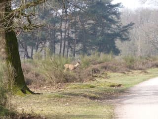 De reeën zijn actief.