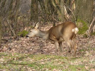 De reeën zijn actief.
