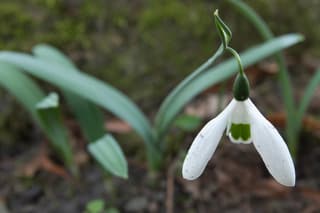 Kaukasisch sneeuwklokje