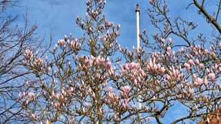 Uitbundige bloei van de Tulpenboom