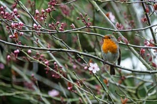 Bloesem en roodborstje