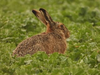 Paashaas op de uitkijk 