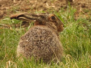 Paashaas op de uitkijk 