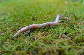 Wormen komen door de regen naar boven