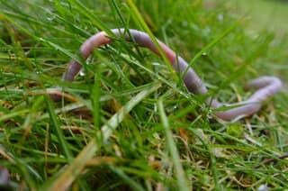 Wormen komen door de regen naar boven