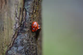 Lieveheersbeestje met regendruppels