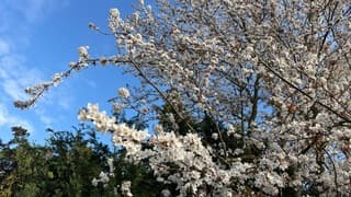 Sneeuwwitte bloesem en blauwe lucht