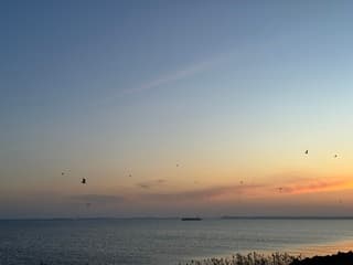 Vogels boven de IJssel