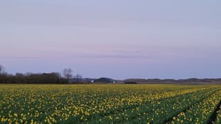 Narcissen met duinen aan de horizon 