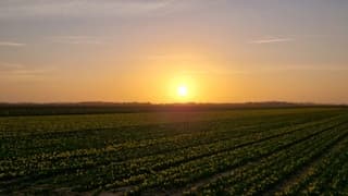 Zonsopkomst boven de narcissen op Texel 