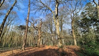 Goed toeven in het Bos