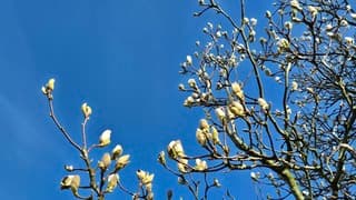 Bijna in bloei!