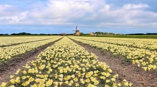 De bollenvelden kleuren weer alle kleuren.