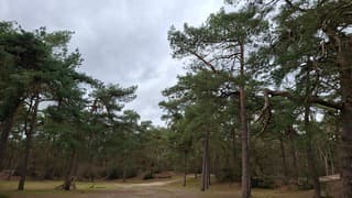 Wolken boven het bos - Norg