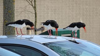 woest op spiegeldbeeld