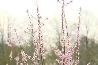 Bloesem in een momentje zon