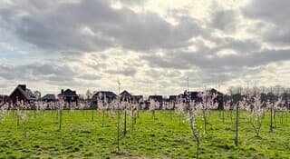 bloesemboompjes onder een grotendeels bewolkte lucht