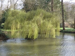 Mooi dat verse groen.