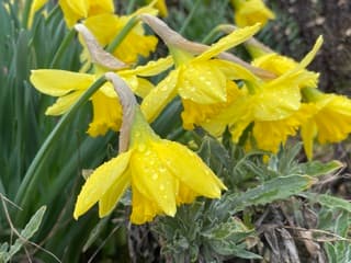 De narcissen laten hun hoofdjes hangen met dit weer
