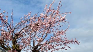 Amandelbloesem in de zon