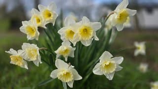 nog even genieten van het bloemenpracht