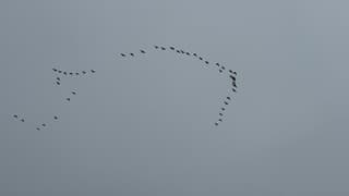 Met fantasie zie je een vis 