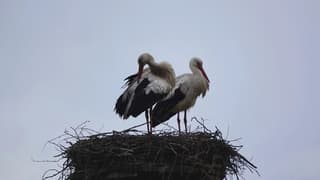 Ooievaars bij een grijze lucht