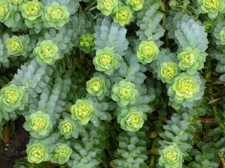 De natuur loopt uit! Lente!!!!